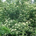 Cornus australis P1B (3)
